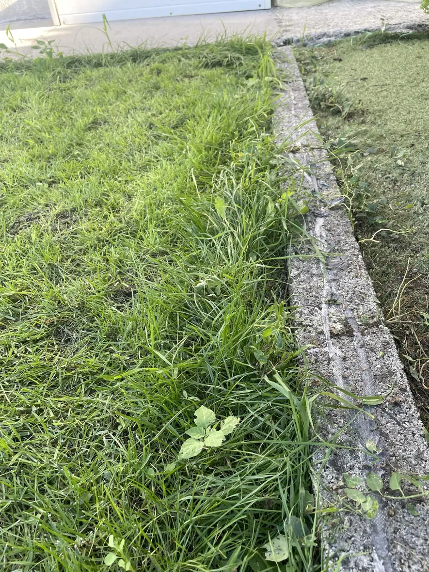 Bande d'herbe laissée par le TerraMow V1000 le long d'un obstacle vertical