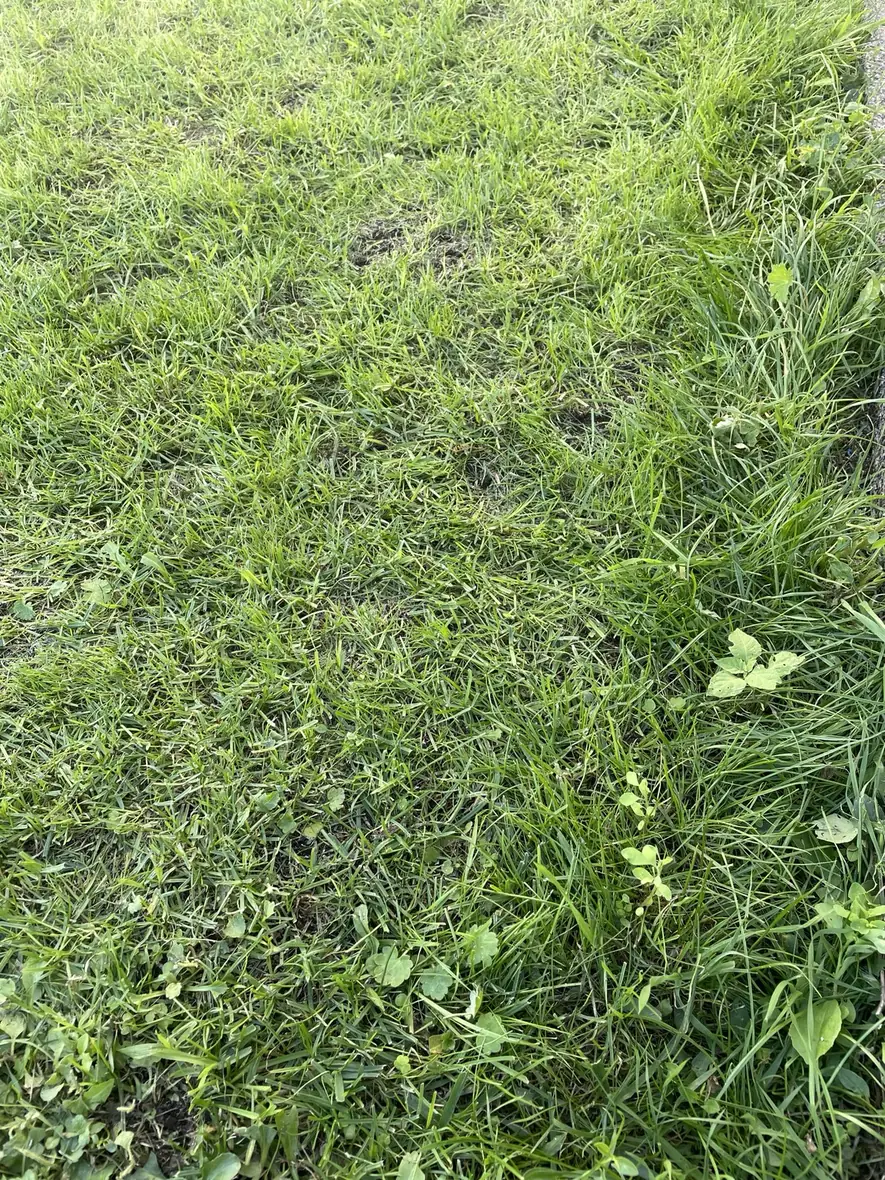 Résultat de tonte TerraMow V1000